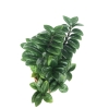 Zamioculcas Zenzi zamiokulkas gęsty duży